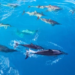 Oahu: Guided Dolphin Watching & Snorkeling Tour + Lunch + Roundtrip Transfer - 1