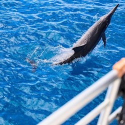 Oahu: Guided Dolphin Watching & Snorkeling Tour + Lunch + Roundtrip Transfer - 2