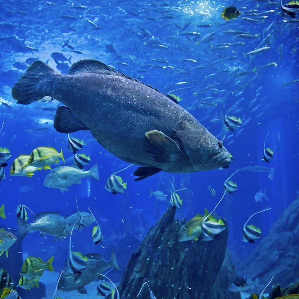 Oceanário de Lisboa: bilhete de entrada - 3