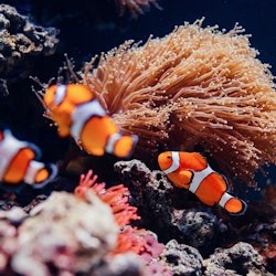 Oceanário de Lisboa: Guided Tour - 1