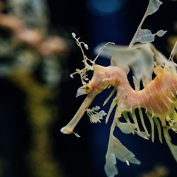 Oceanário de Lisboa: Guided Tour - 3