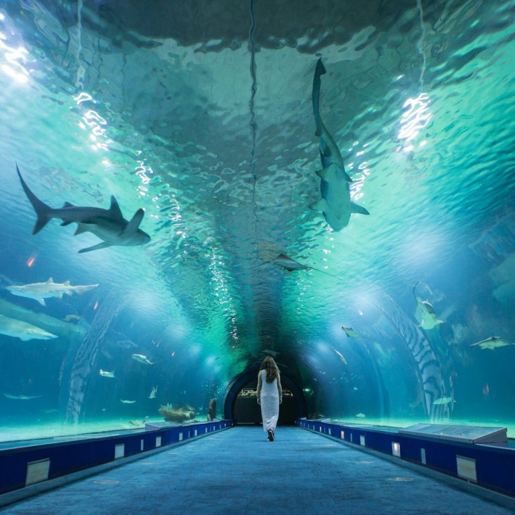 Oceanogràfic de Valência: bilhete de entrada - 1