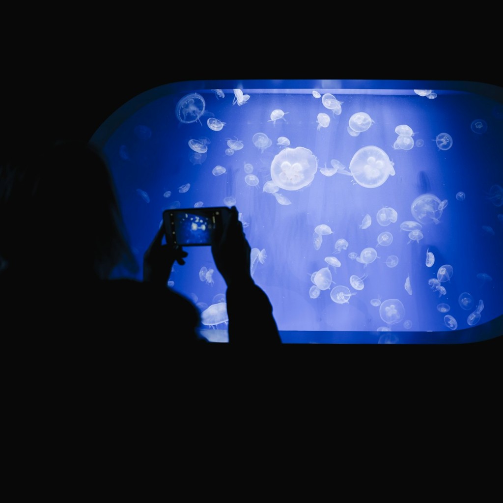 Oceanogràfic de Valência: bilhete de entrada - 2
