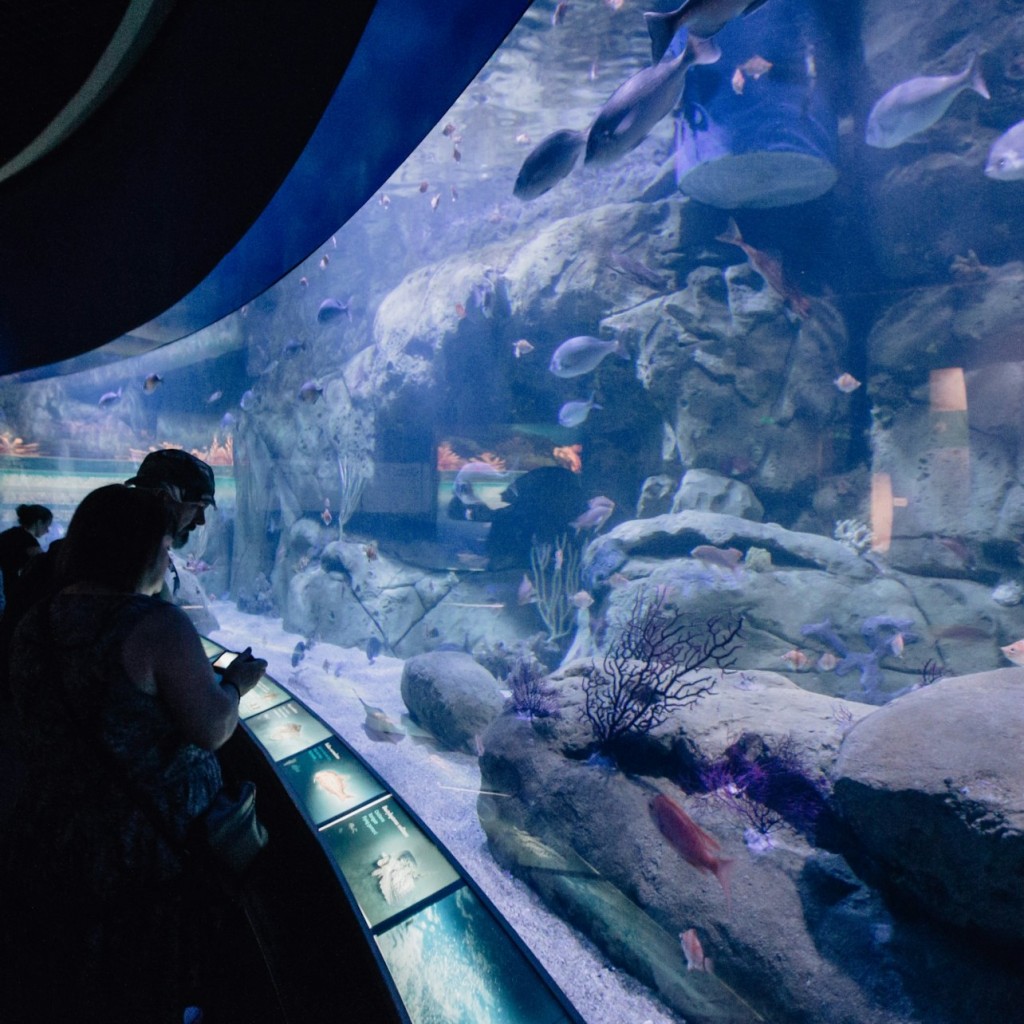 Oceanogràfic de Valência: bilhete de entrada - 3