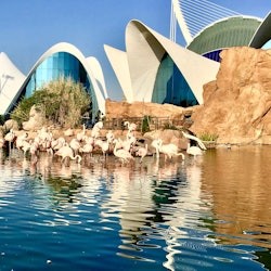 Oceanogràfic & Science Museum: Entry Ticket - 1