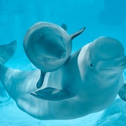 Oceanogràfic & Science Museum: Entry Ticket - 3