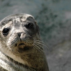 Océanopolis: Skip The Line Ticket - 2