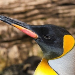 Océanopolis: Skip The Line Ticket - 3