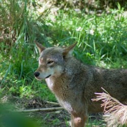 Oglebay Good Zoo: Entry Ticket - 1