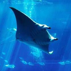 Okinawa Churaumi Aquarium: Entry Ticket - 1