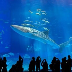 Okinawa Churaumi Aquarium: Entry Ticket - 2