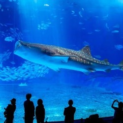 Okinawa Churaumi Aquarium: Entry Ticket - 3