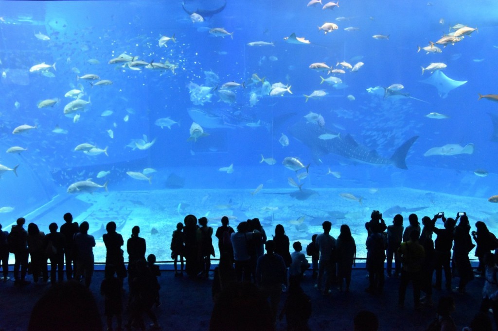 Okinawa Churaumi Aquarium (Okinawa Churaumi Aquarium - Admission) - 1