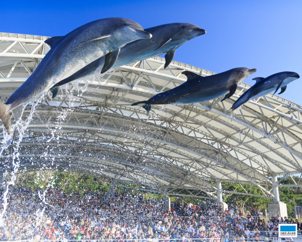 Okinawa Churaumi Aquarium (Okinawa Churaumi Aquarium - Admission) - 3