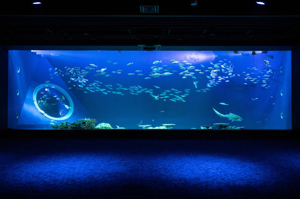 Okinawa DMM Kariyushi Aquarium (Okinawa DMM Kariyushi Aquarium - Admission) - 1