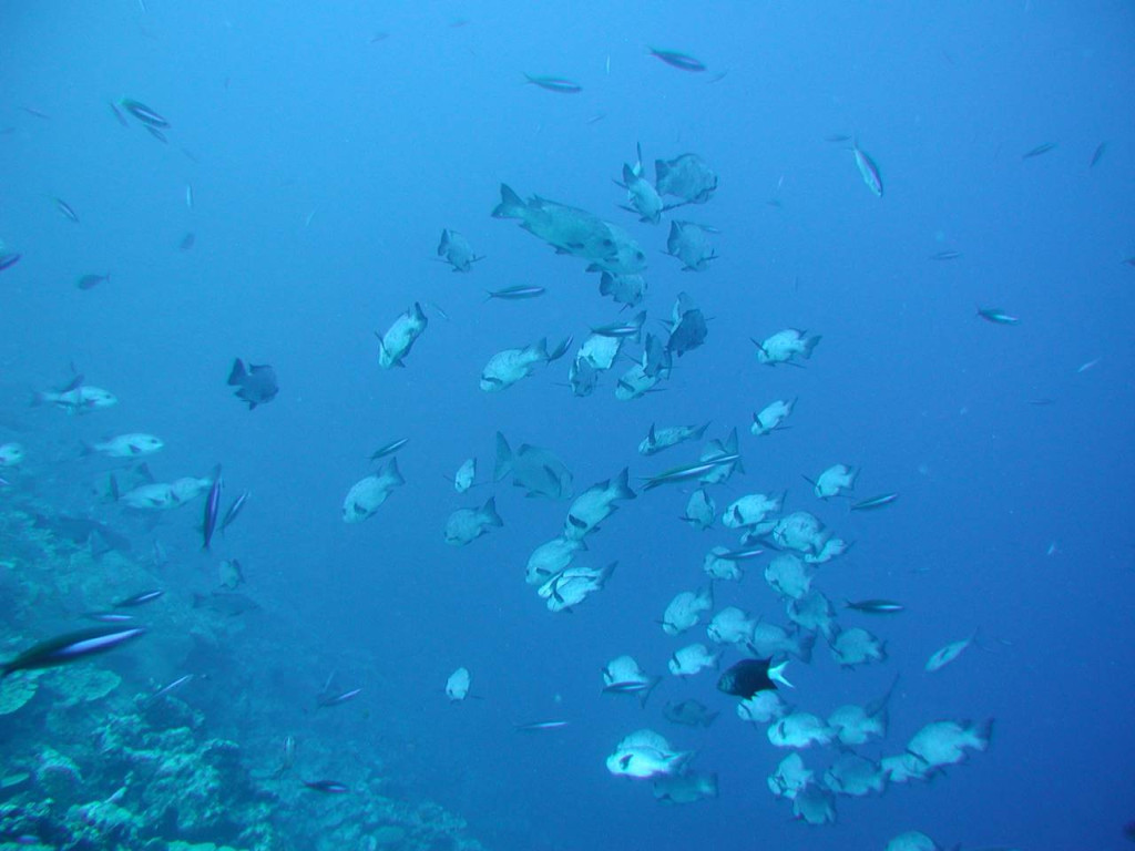 Okinawa Glass Bottom Boat Tour (Okinawa Glass Bottom Boat Tour (2:00PM)) - 2
