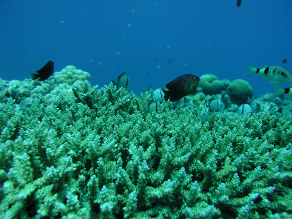 Okinawa Glass Bottom Boat Tour (Okinawa Glass Bottom Boat Tour (3:30PM)) - 1