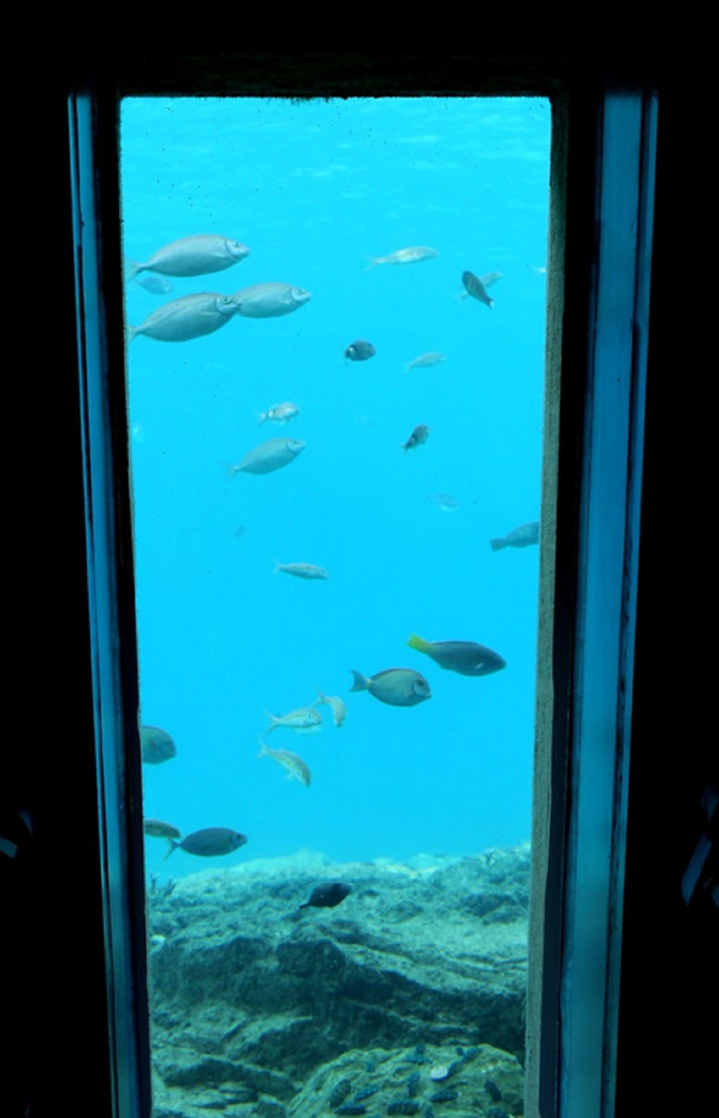 Okinawa Miyakojima Undersea Park (Okinawa Miyakojima Undersea Park - Admission (Youth: 16-18 years old)) - 3