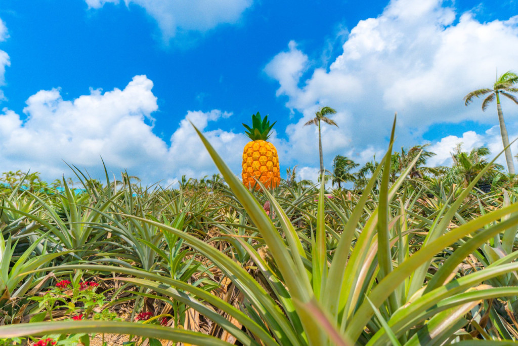 Okinawa Nago Pineapple Park (Okinawa Nago Pineapple Park - Admission) - 1