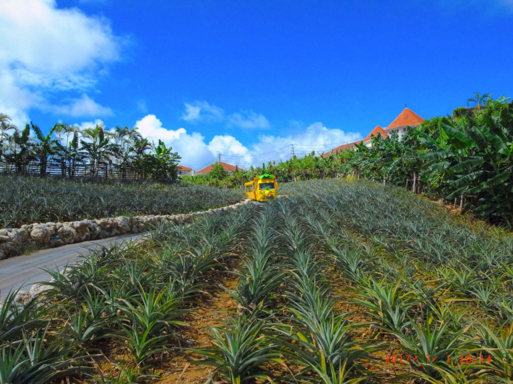 Okinawa Nago Pineapple Park (Okinawa Nago Pineapple Park - Admission) - 3