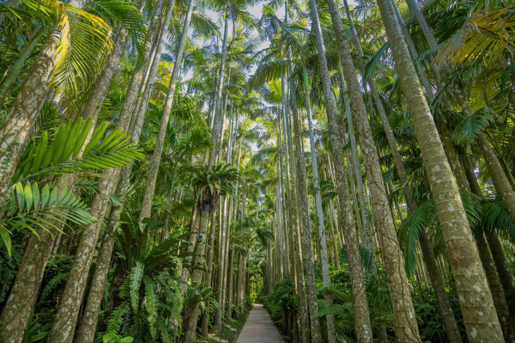 Okinawa Southeast Botanical Gardens (Okinawa Southeast Botanical Gardens - Day Time Admission (Youth: 13-17 years old)) - 3