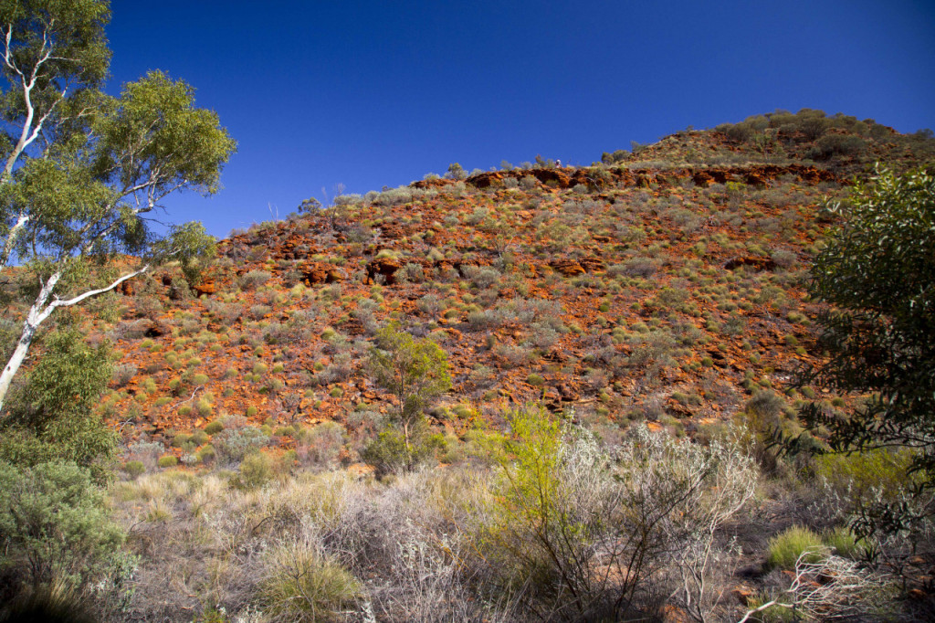 Palm Valley Outback Safari 4WD Tour - 3