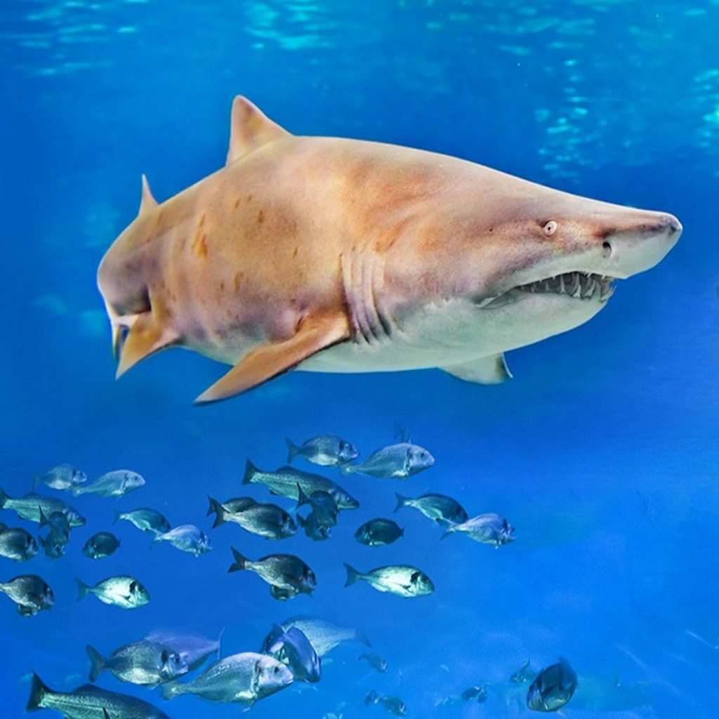 パルマ水族館: 行列スキップチケット + オプションの3 Dシネマアクアドーム - Entrance + 3D Cinema - 3