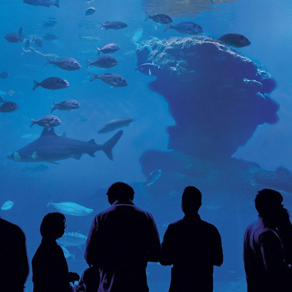 パルマ水族館: 行列スキップチケット + オプションの3 Dシネマアクアドーム - Entrance + 3D Cinema - 2