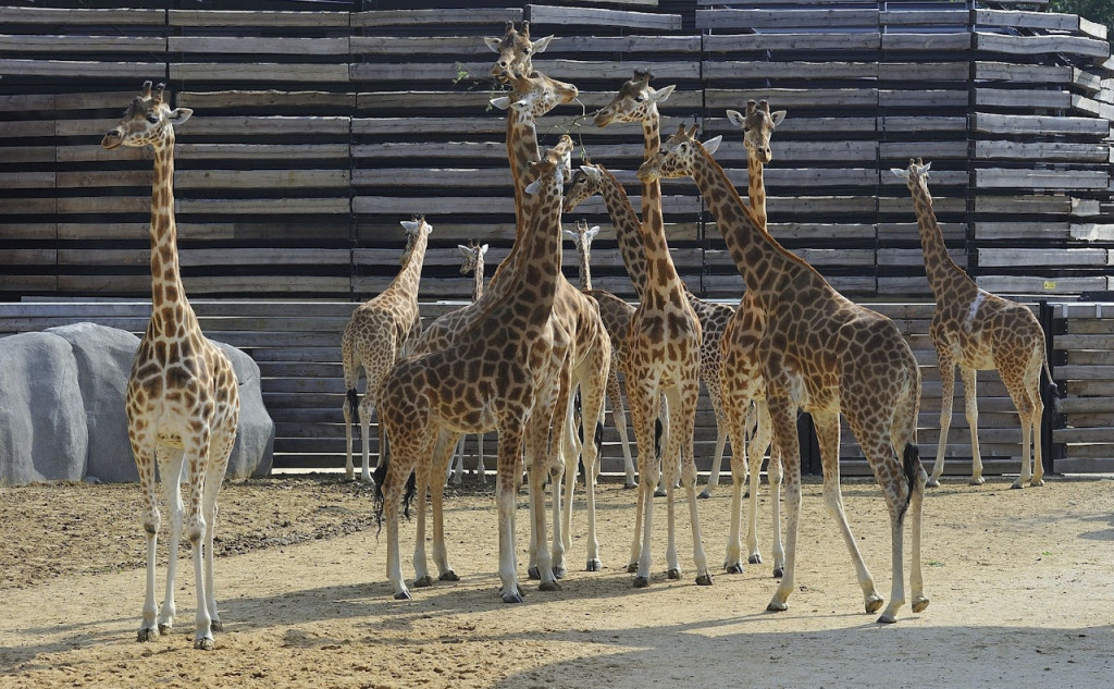 Paris Zoo (Parc Zoologique de Paris) - 1