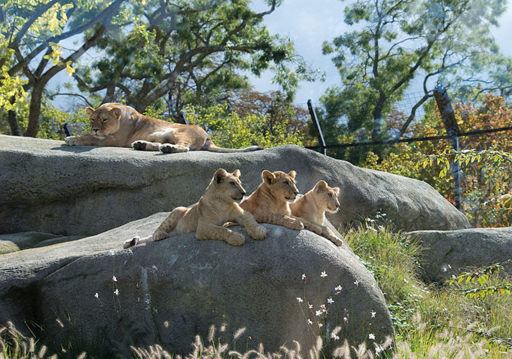 Paris Zoo (Parc Zoologique de Paris) - 2
