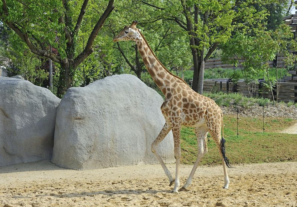 Paris Zoo (Parc Zoologique de Paris) - 3