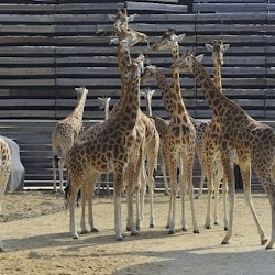 Paris Zoological Park: Entry Ticket - 2