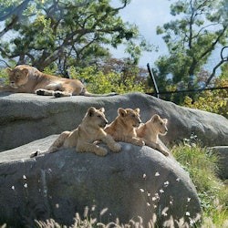 Paris Zoological Park: Entry Ticket - 3