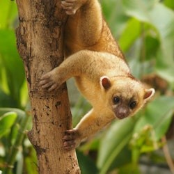 Parque de la Conservación Medellín: Skip The Line Ticket - 1