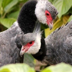 Parque de la Conservación Medellín: Skip The Line Ticket - 3