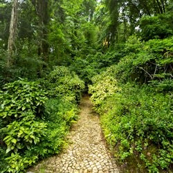 Pena Park in Sintra: Entry Ticket - 1