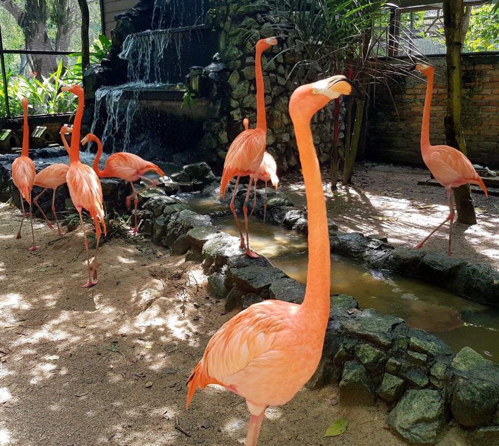 Penang Bird Park (Penang Bird Park - Admission (Malaysian Citizens)) - 2