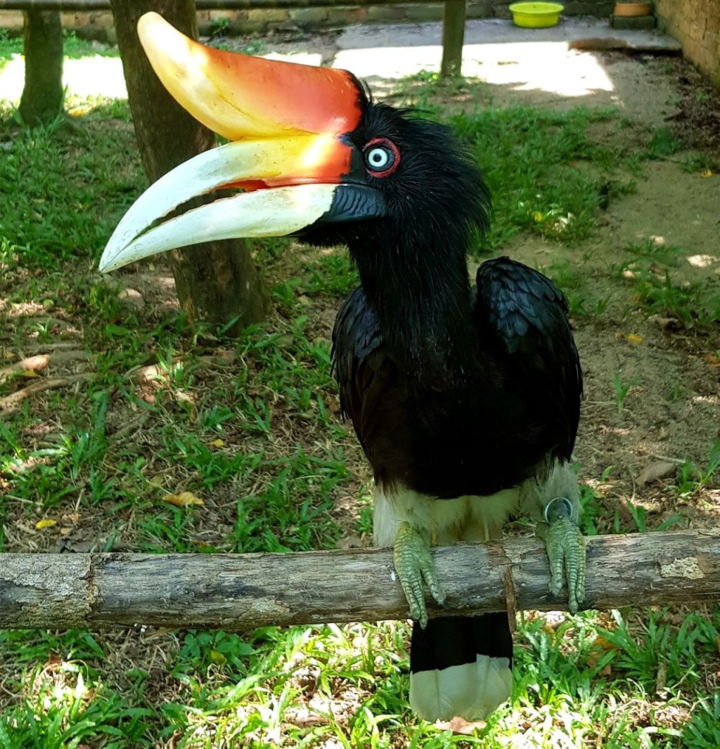 Penang Bird Park (Penang Bird Park - Admission (Malaysian Citizens)) - 3