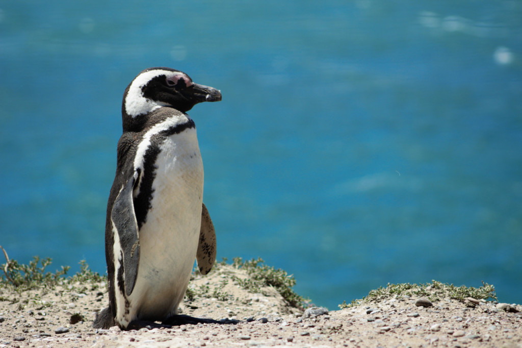 Phillip Island Nature Parks - Penguin Parade Ticket (Churchill Island Admission) - 1
