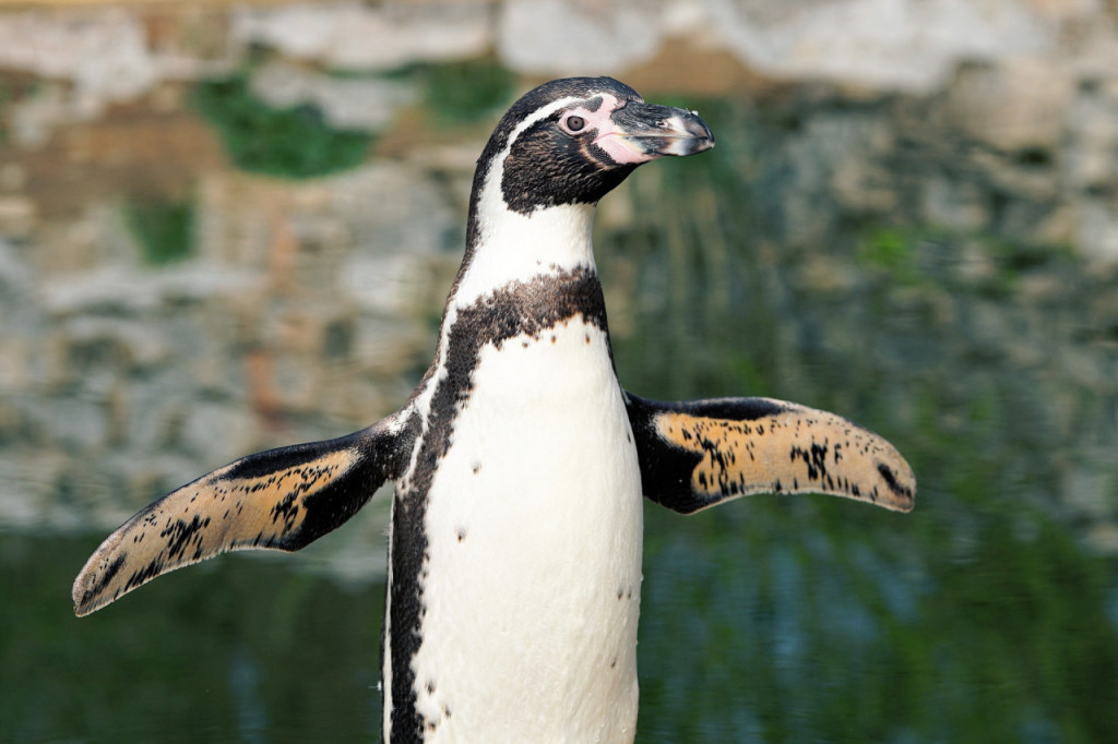 Phillip Island Nature Parks - Penguin Parade Ticket (Churchill Island Admission) - 2