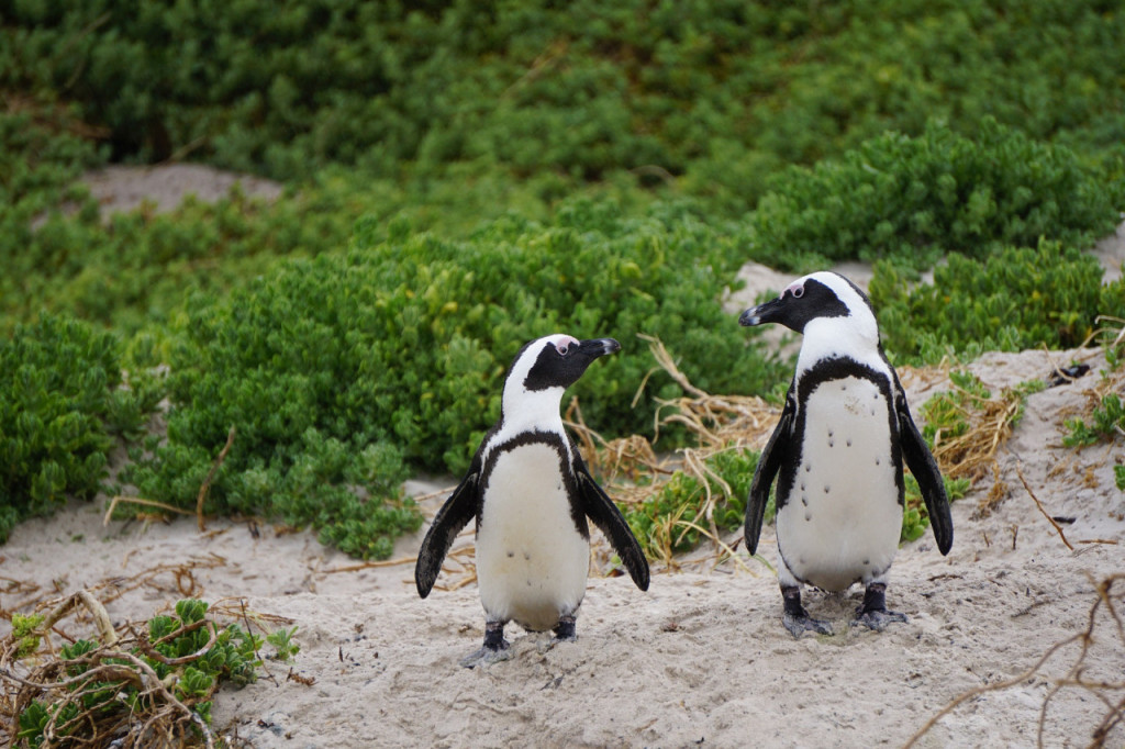 Phillip Island Nature Parks - Penguin Parade Ticket (Three-Park Pass (Penguin Parade General Viewing)) - 3