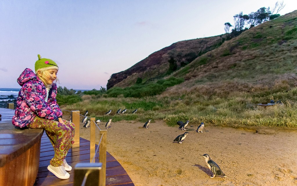 Biglietti per la parata dei pinguini a Phillip Island (Penguins Express Afternoon Day Tour from Melbourne) - 3