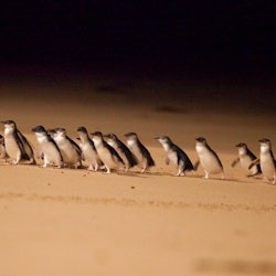 メルボルン発フィリップ島ペンギンパレード少人数エコツアー - 1