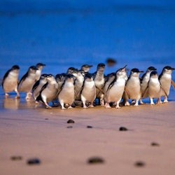 メルボルン発フィリップ島ペンギンパレード少人数エコツアー - 2