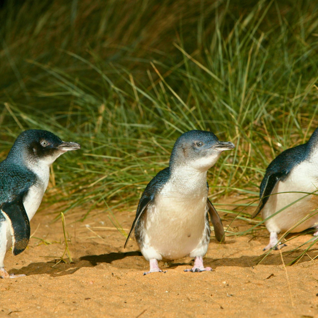 Phillip Island Penguins Express Tour ab Melbourne - 3