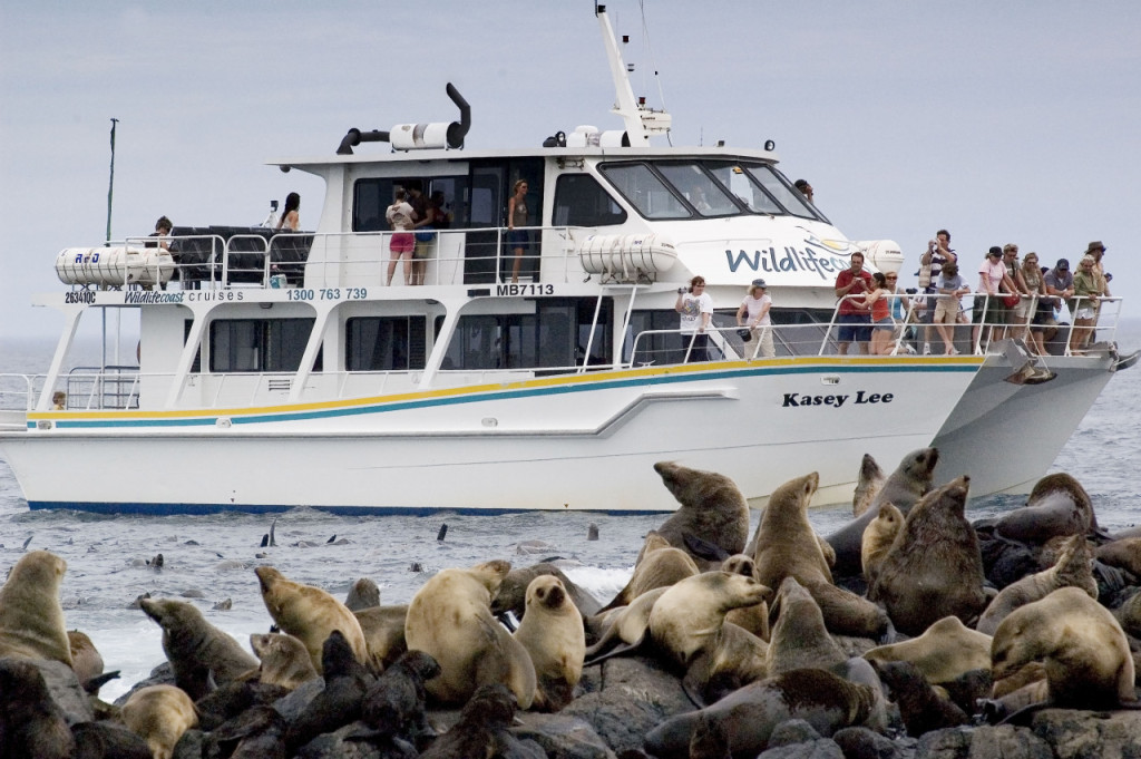 Phillip Island Seal Watching Cruise - 2