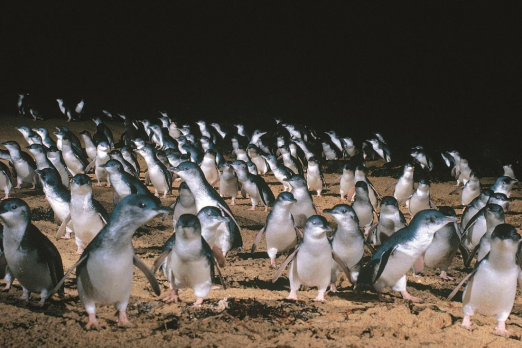 Phillip Island with Penguin Parade Eco Tour (Phillip Island with Penguin Parade Eco Tour with General Viewing (October to March)) - 3