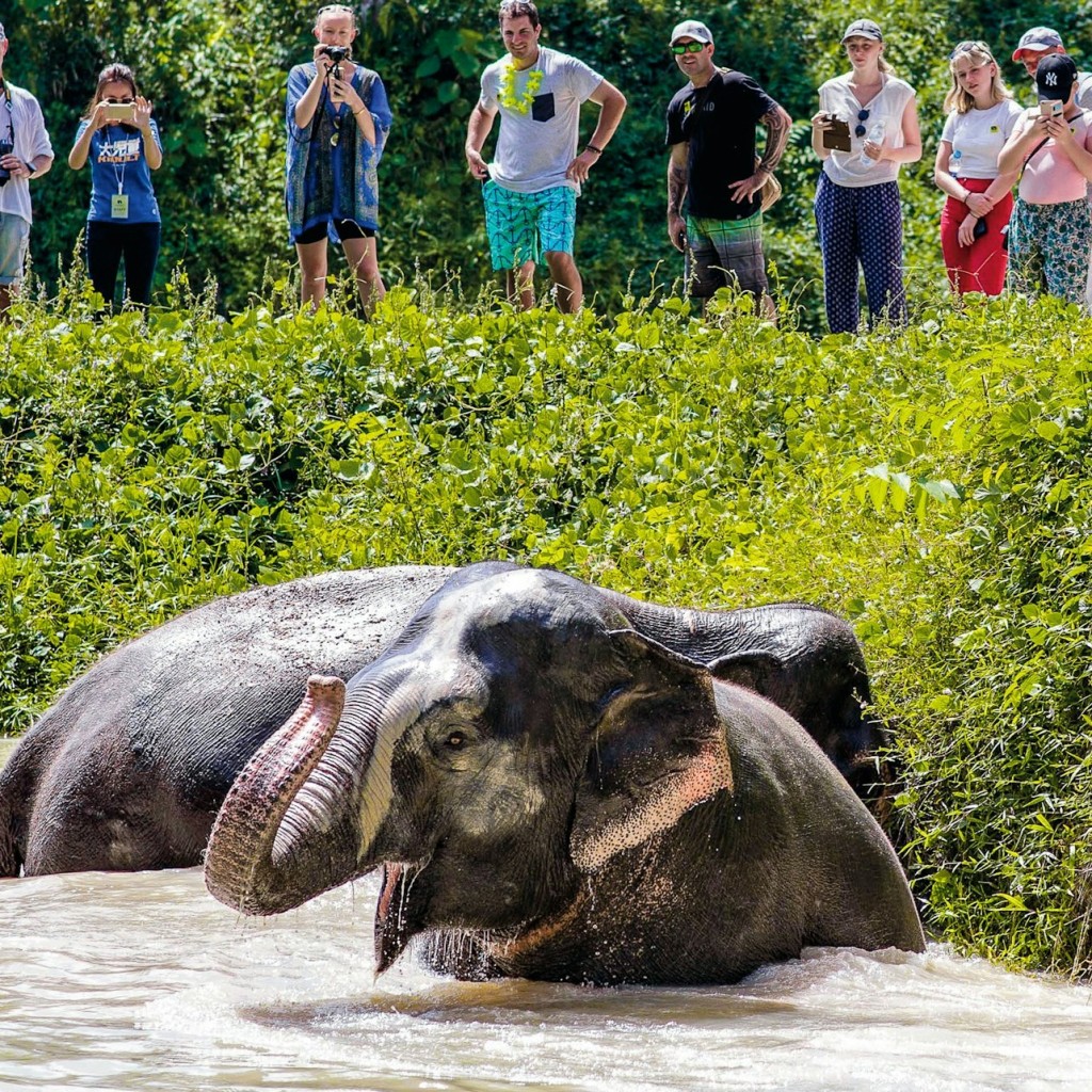 Santuari d'elefants de Phuket: programa de mig dia amb àpat vegetarià - No transfer included - 2