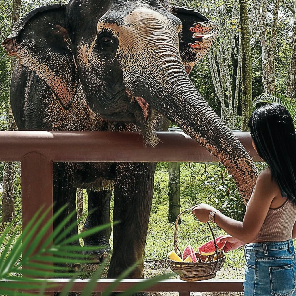 Elefanten-Schutzgebiet Phuket: Halbtagesprogramm mit vegetarischer Mahlzeit - Transfer included - 3