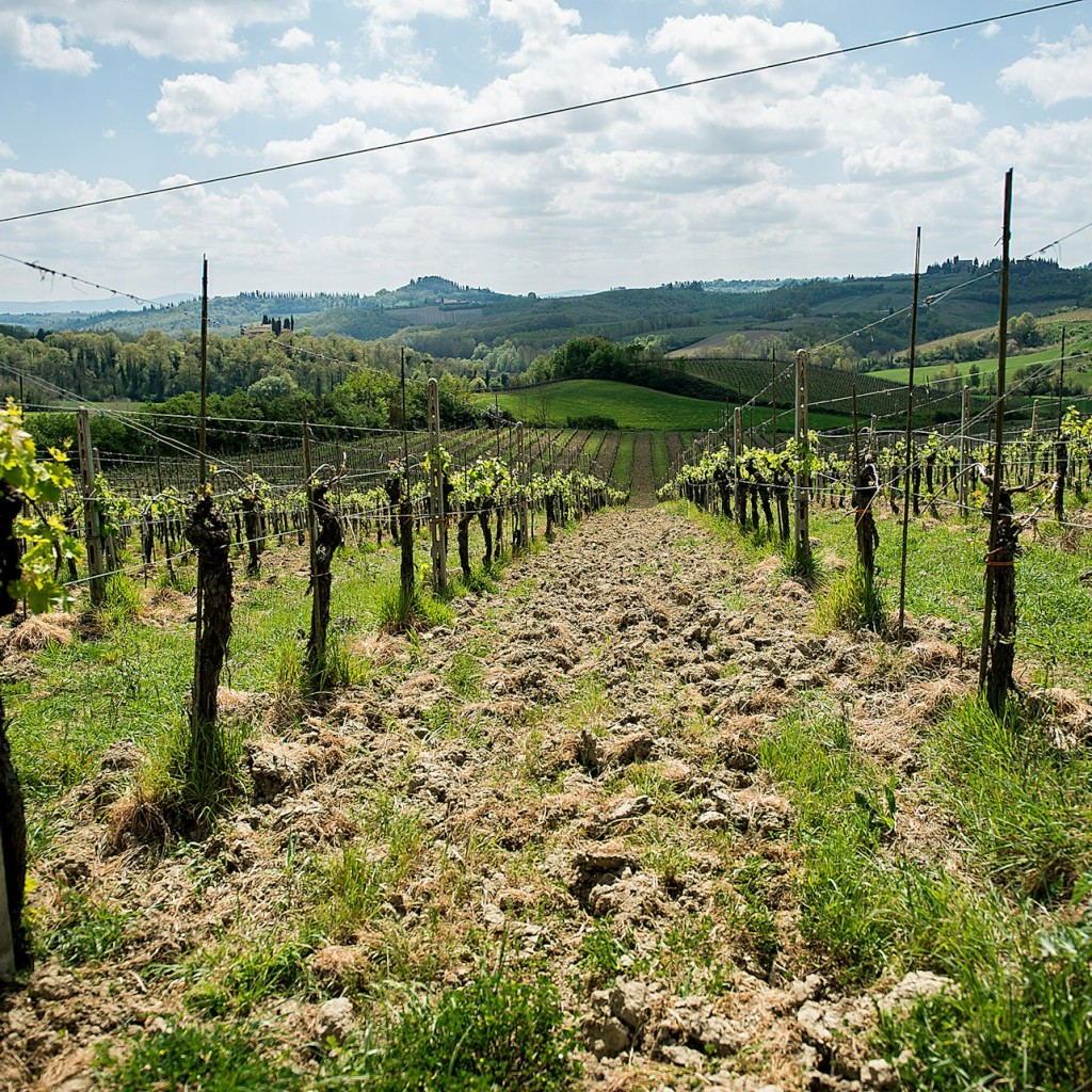 Pisa, San Gimignano y Siena: Excursión de un día desde Florencia + Visita a la ciudad de Siena + Almuerzo - 3
